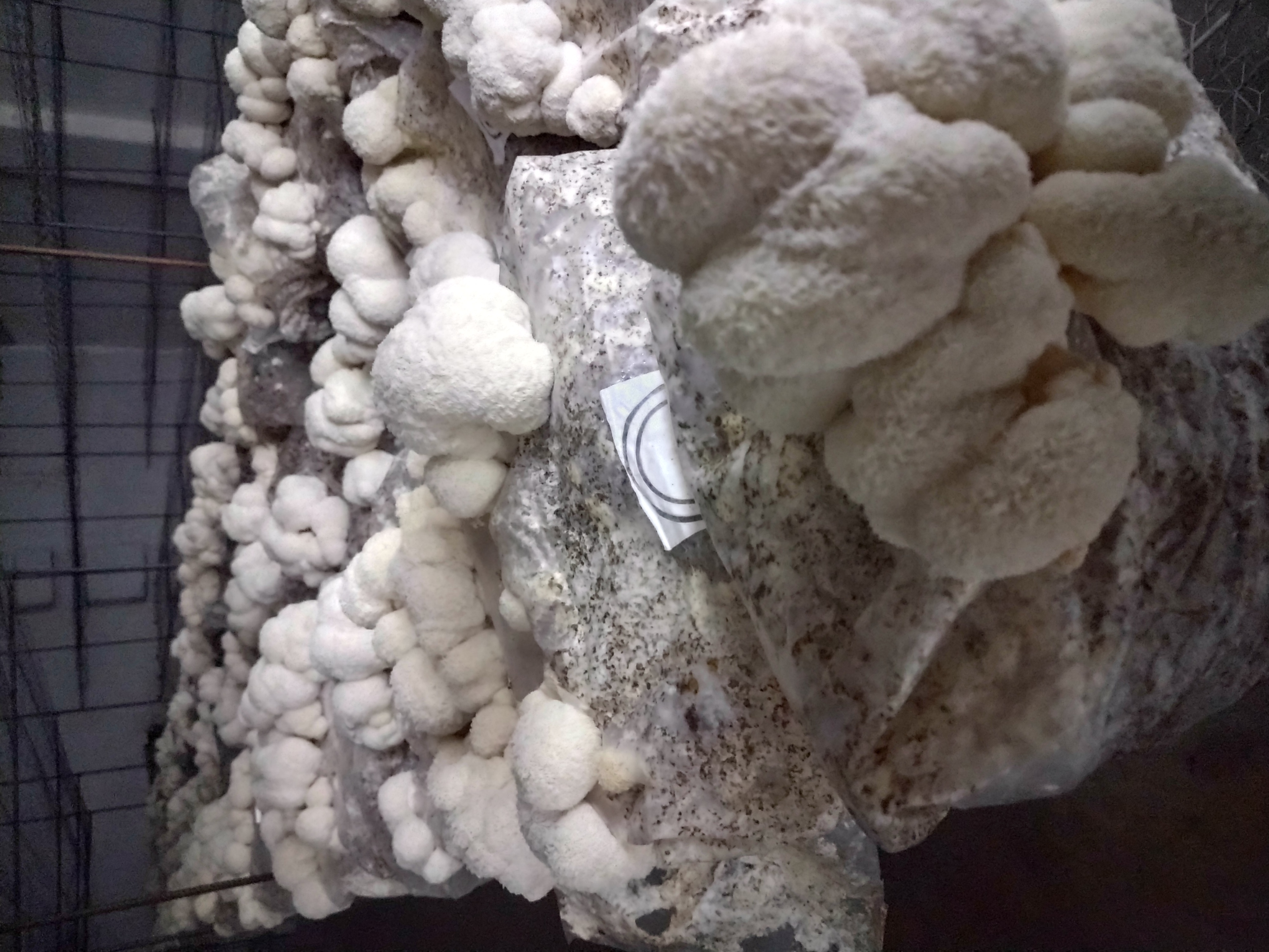 Cultivo de cogumelos Kodama