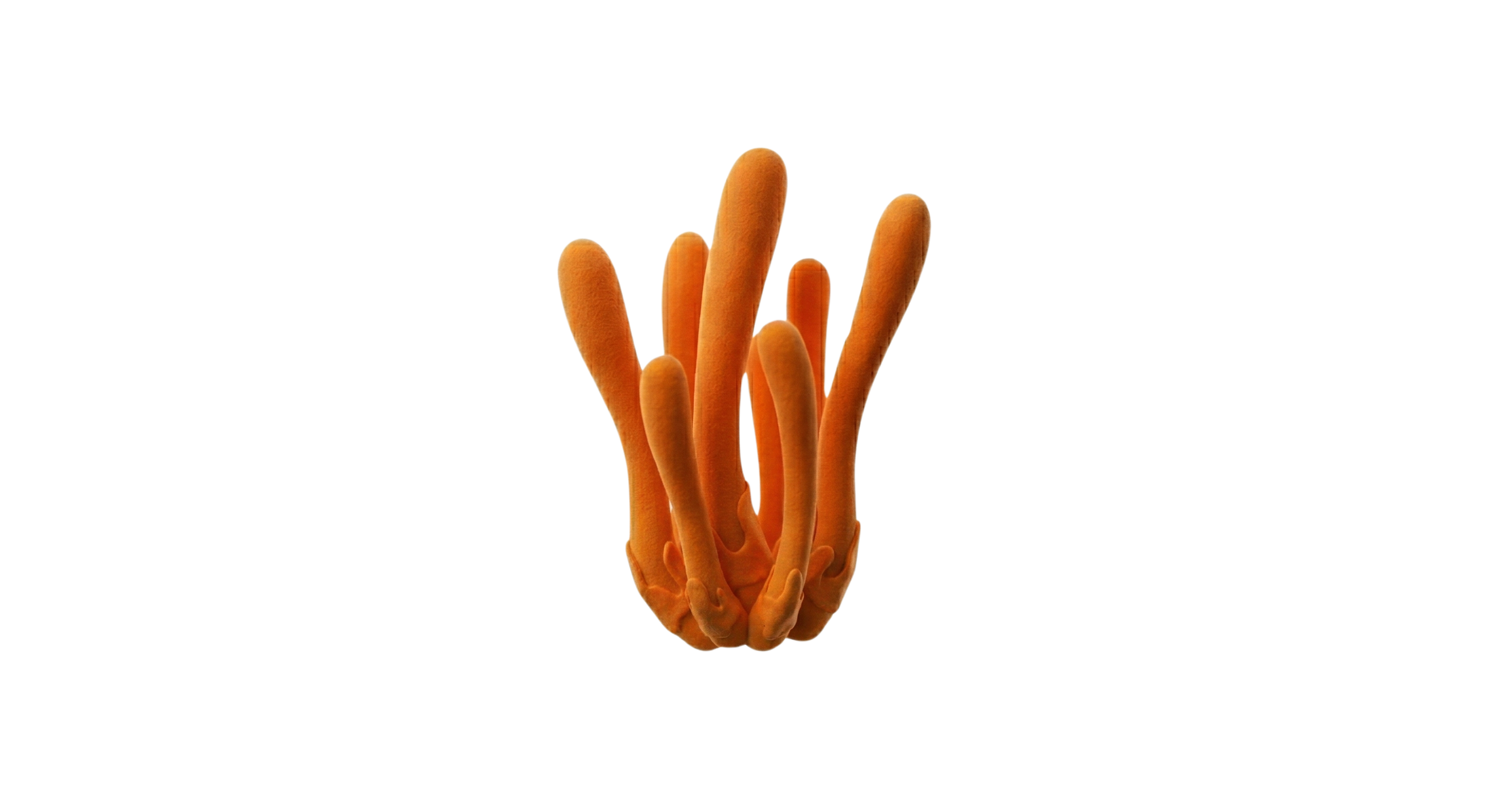 Cordyceps